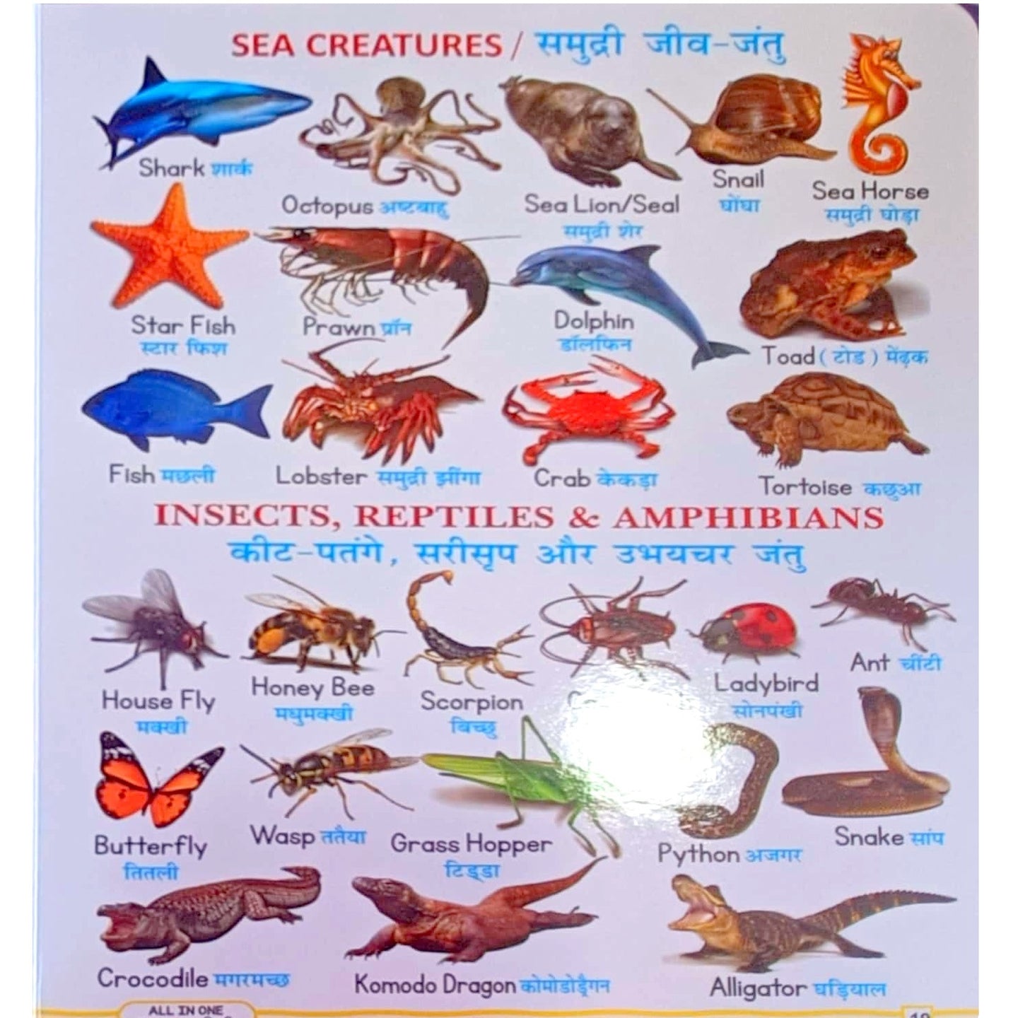 Sea creatures Photos in All in One Pictorial Book